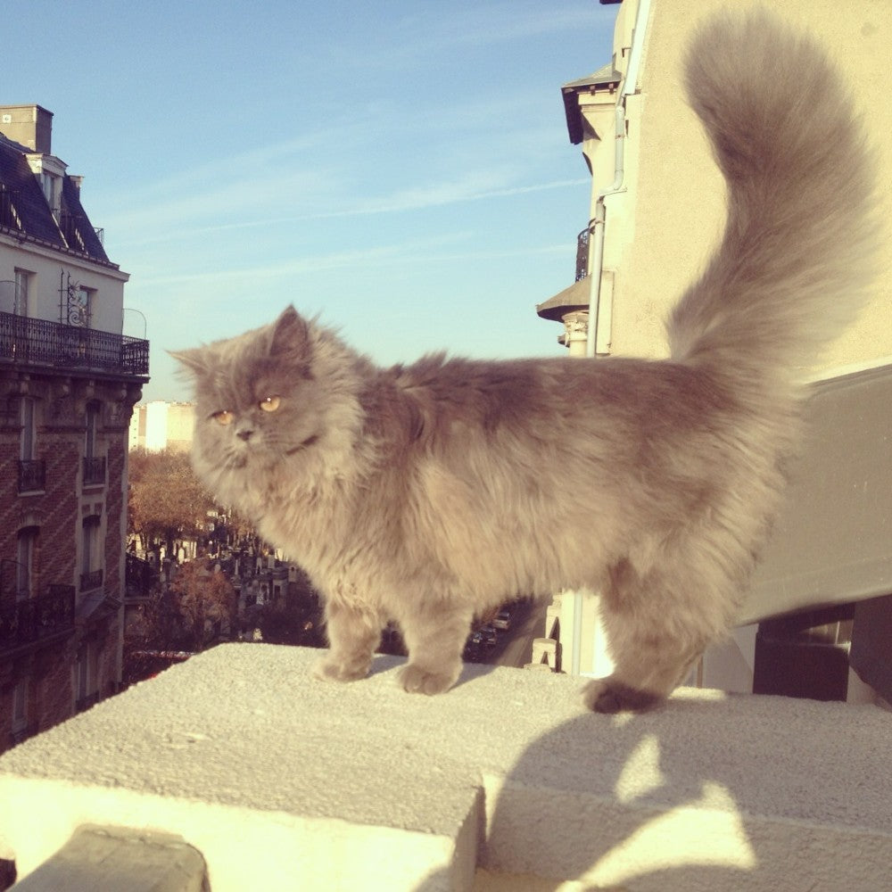 【Coucou Suzette】Suzette Cat Hair Clip シュゼットキャットヘアクリップ  | Coucoubebe/ククベベ